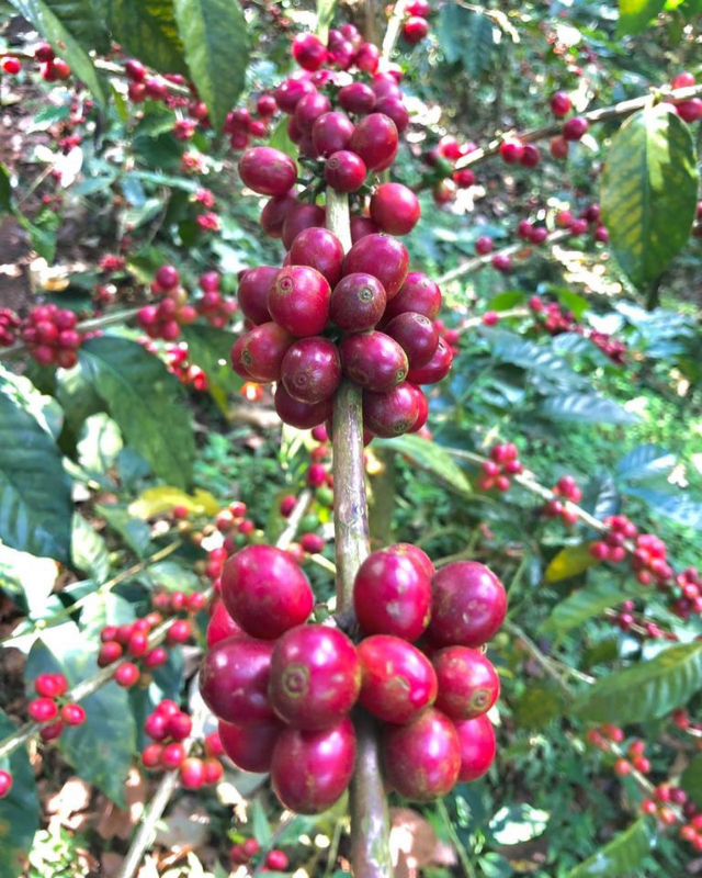 El Salvador / El Borbollon / Washed