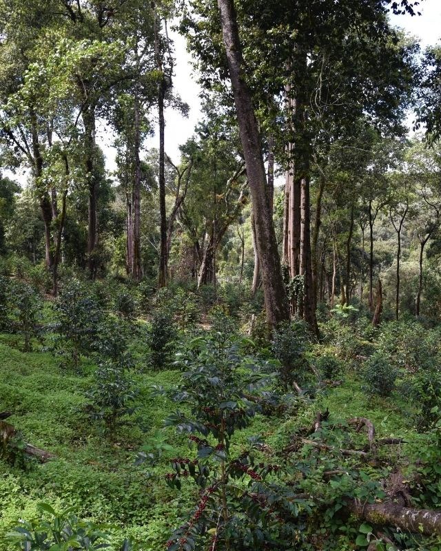 Ethiopia / Hambela Bella / Koji Natural