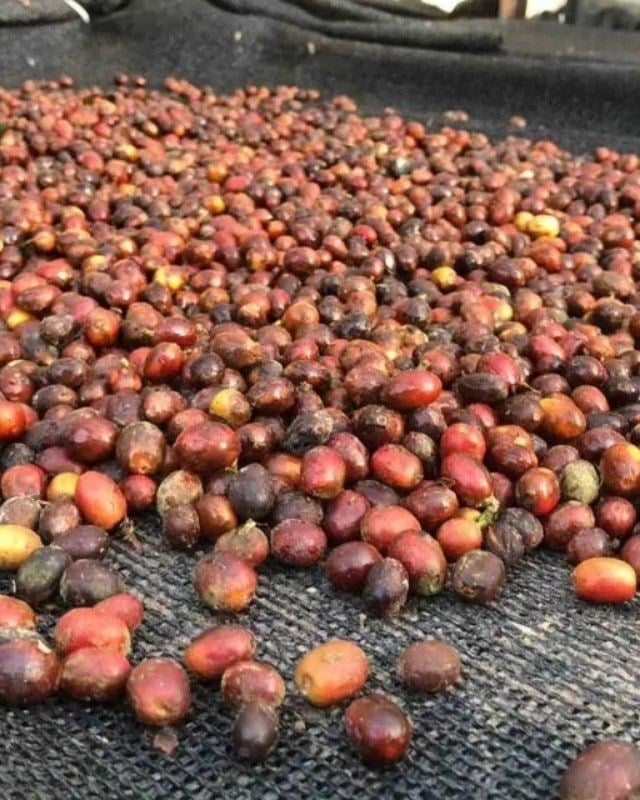 Ethiopia / Hambela Bella / Koji Natural