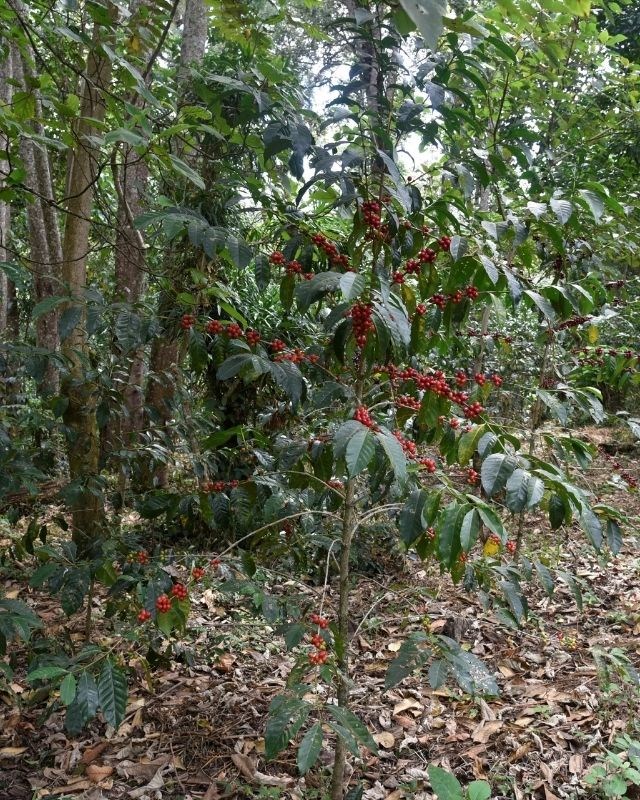 Ethiopia / Hambela Bella / Koji Natural