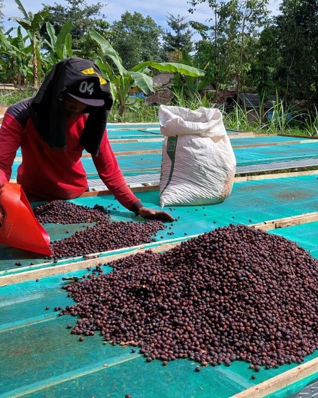 Indonesia / Agropuro / Natural Anaerobic