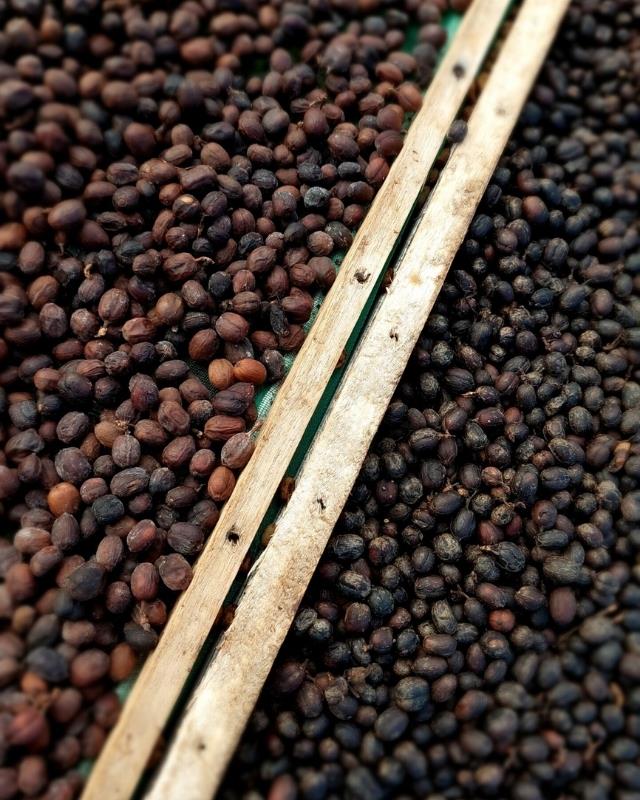 Indonesia / Agropuro / Natural Anaerobic