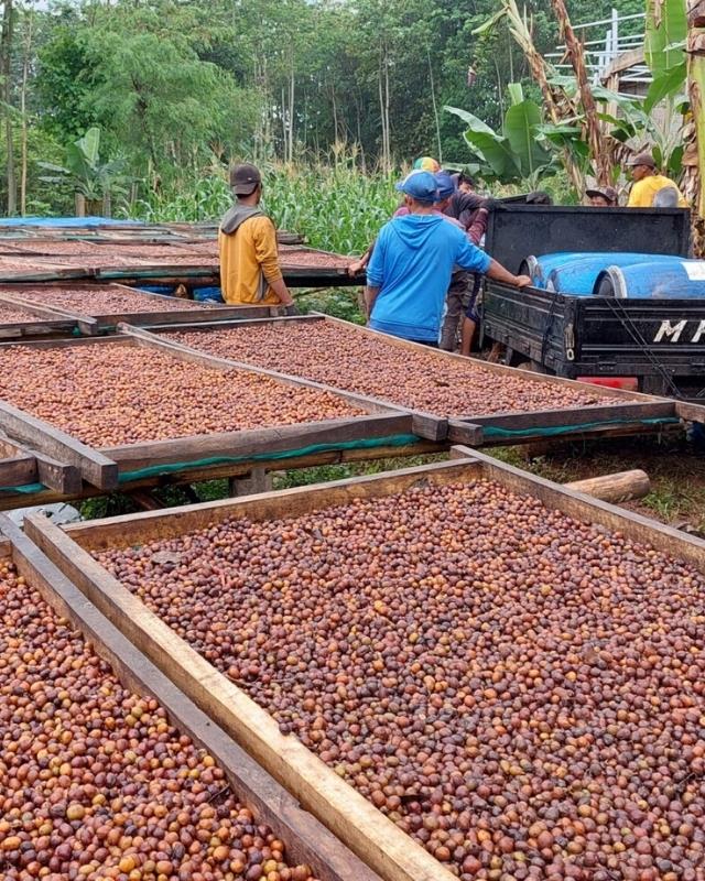 Indonesia / Agropuro / Natural Anaerobic