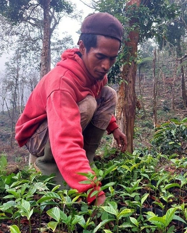 Indonesia / Walida Estate / Hermetic Sealed Natural