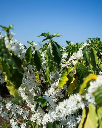 Brazil / Diamantina / Natural