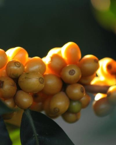 Brazil / Diamantina / Natural