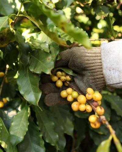 Brazil / Diamantina / Natural