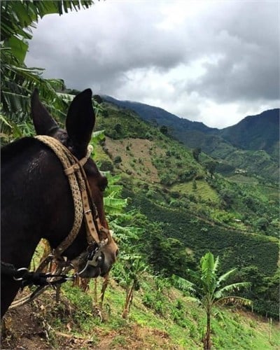 Colombia / La Claudina / Natural