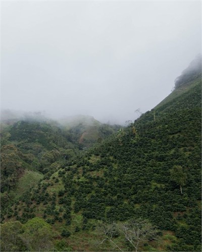 Colombia / La Claudina / Natural