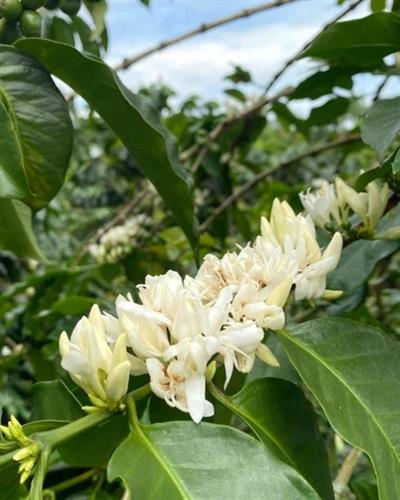 Colombia / La Sirena / Osmotic Dehydration Peach Co-Ferment