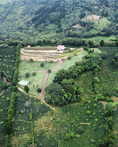 Costa Rica / La Isla / Honey Process