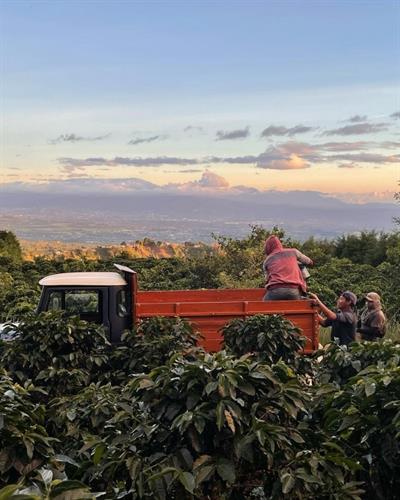Costa Rica / La Isla / Honey Process