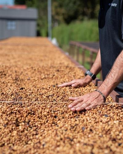 Costa Rica / La Isla / Honey Process
