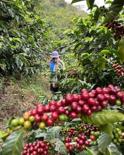 Costa Rica / Las Torres / Red Honey