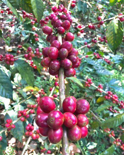 El Salvador / El Borbollon / Washed