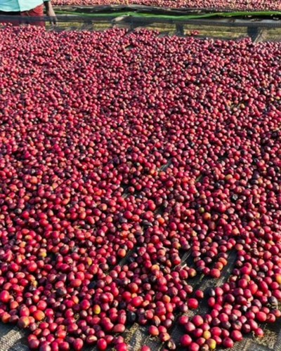 Fruta Fresca / Specialty Blend