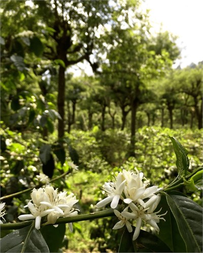 Guatemala / Nueva Oriente / Natural