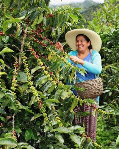 Peru / Cenfrocafe / Water Decaf