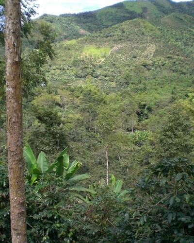 Peru / Cenfrocafe / Water Decaf