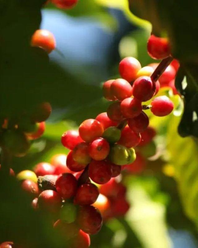 Brazil / Primavera / Pulped Natural