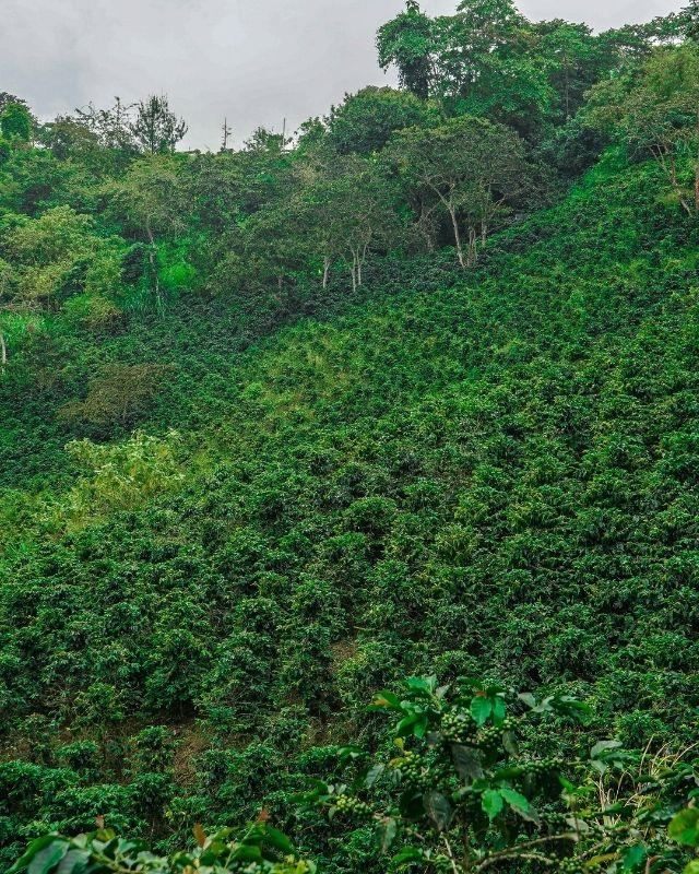Colombia / El Porvenir / EF Natural