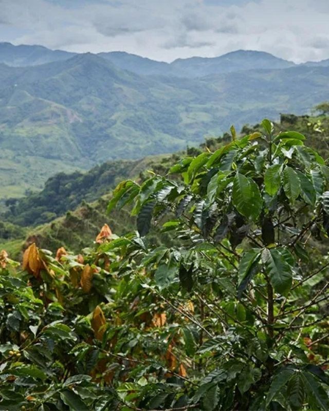 Colombia / Finca La Luisa / Honey Dew Co - Ferment