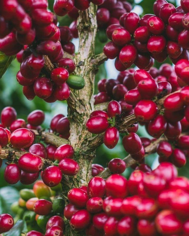 Colombia / Monteblanco / Blueberry Washed