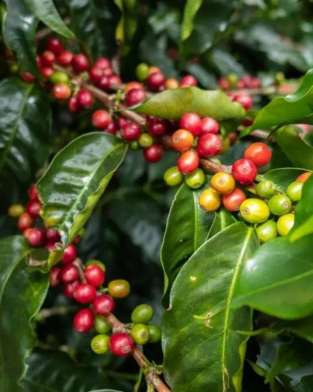 Costa Rica / Los Duran / Black Honey