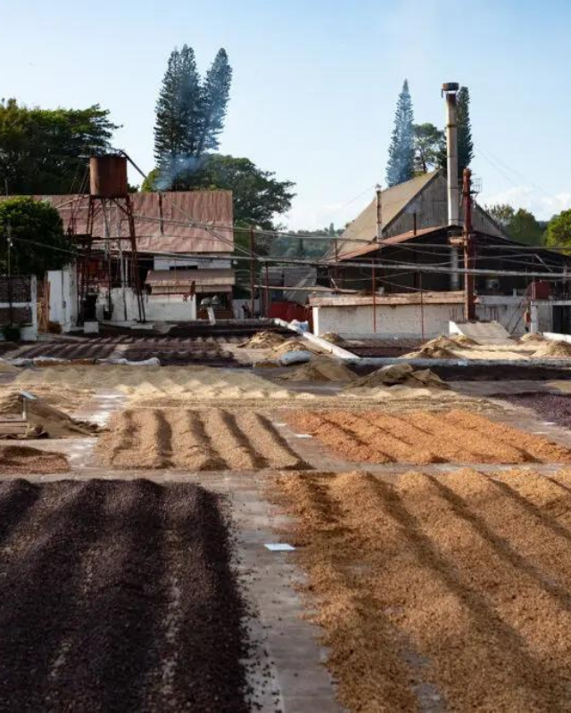 El Salvador / Finca Atzumpa / Honey Process