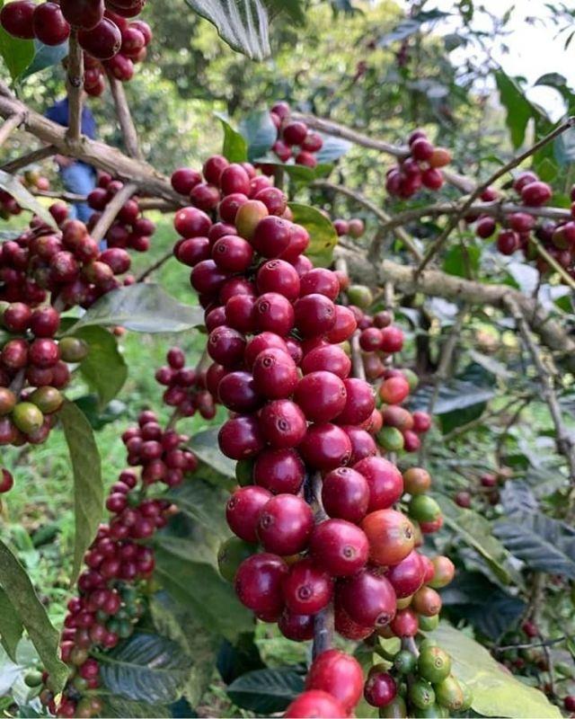 El Salvador / Las Marias / Natural