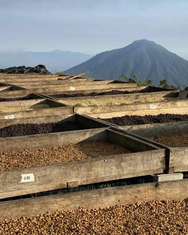 El Salvador / Los Pirineos / SL 28 Honey
