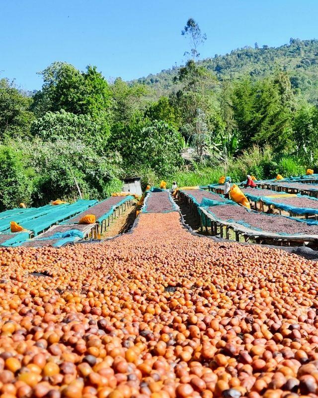 Ethiopia / Aricha / Natural