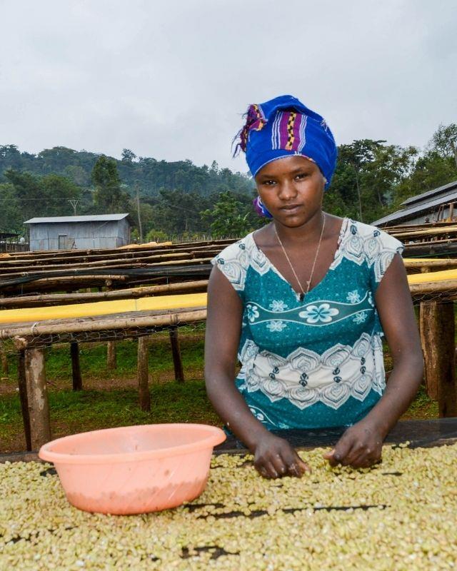 Ethiopia / Gera Farm / Washed