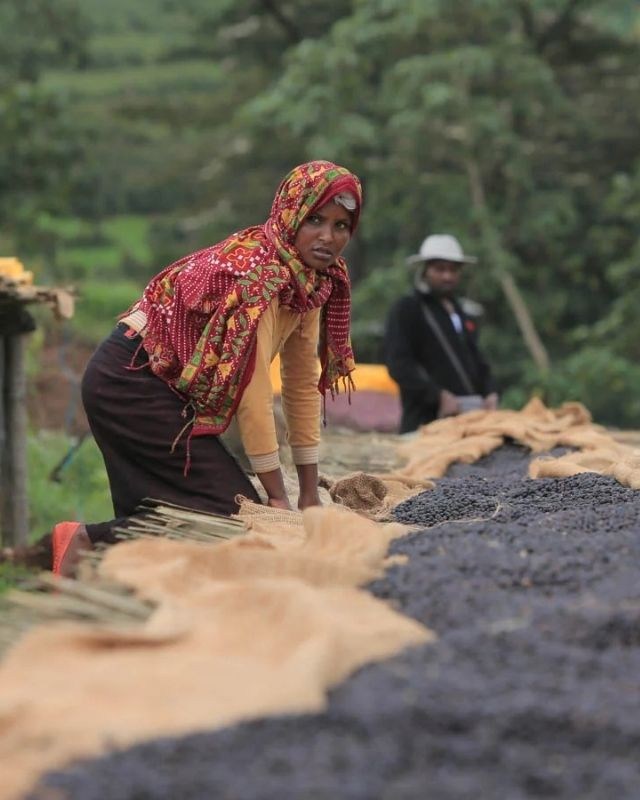 Ethiopia / Hambela Bella / Koji Natural