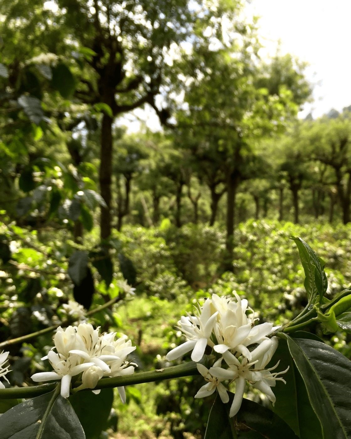 Guatemala / Nueva Oriente / Natural