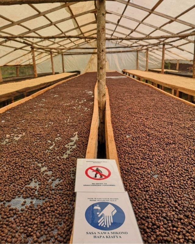 Kenya / Azamia / Washed