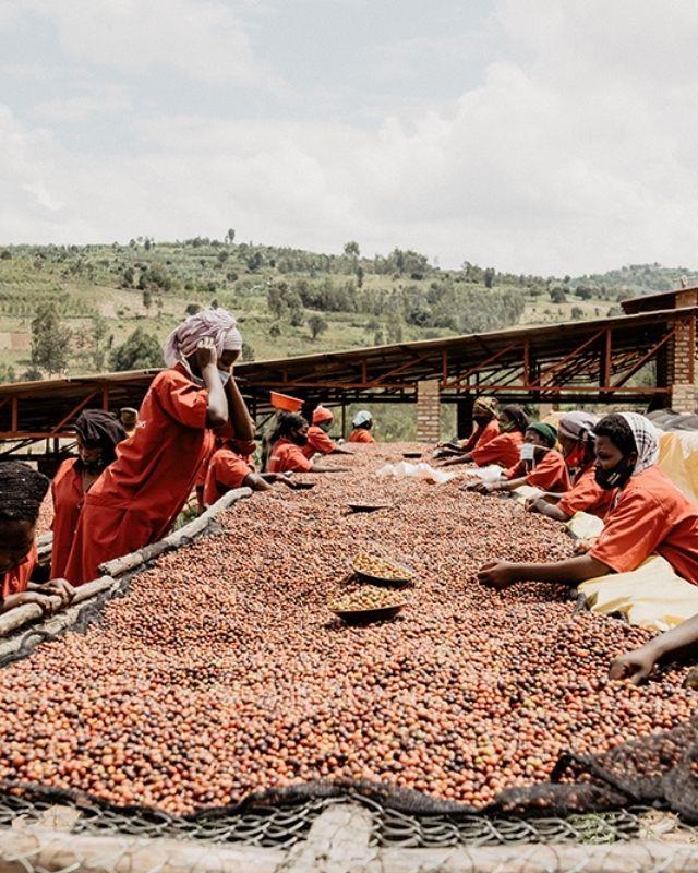 Gisa Rwanda Shop Rwanda / Gisanga / Washed
