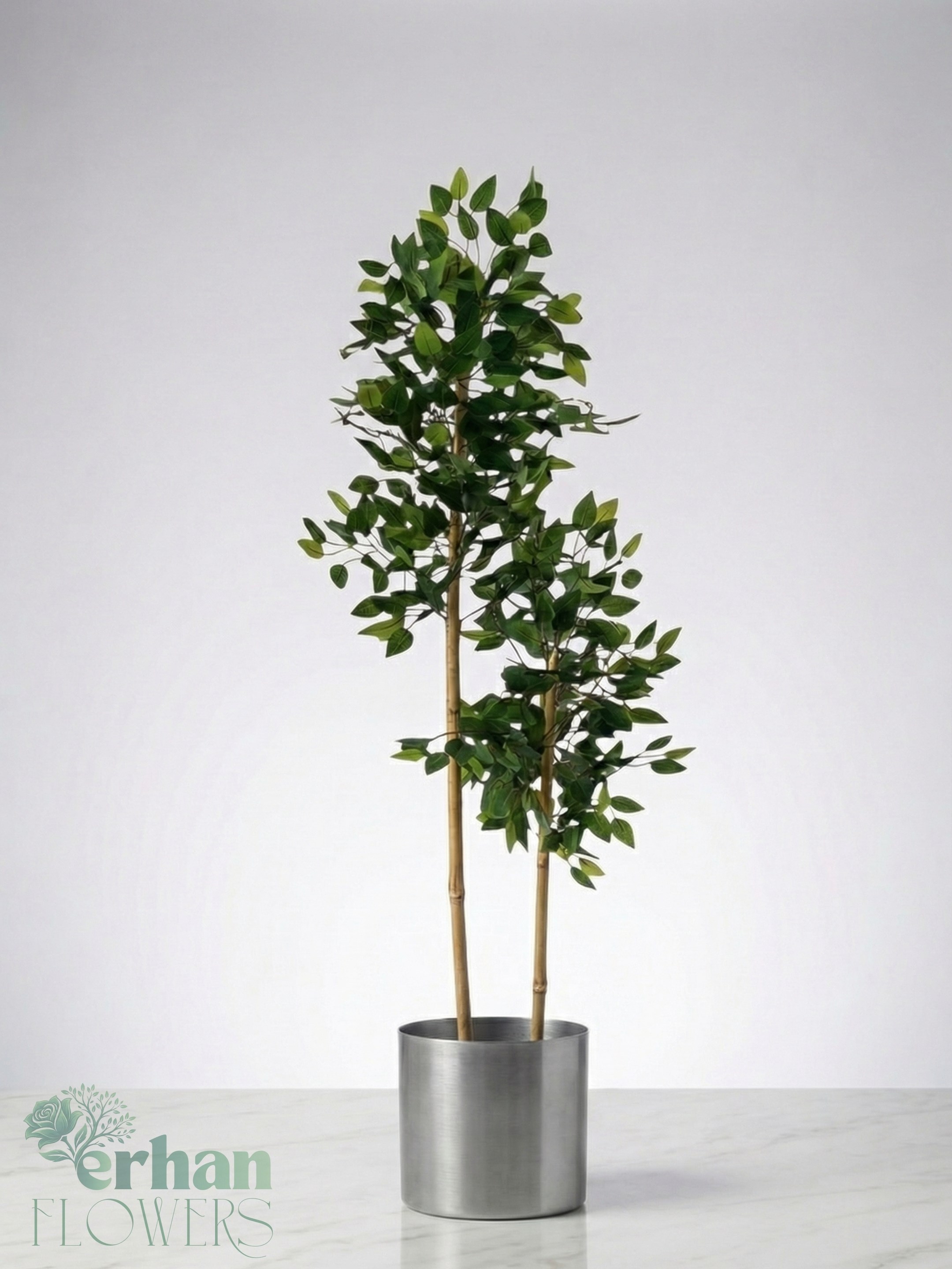 Bambu Gövdeli Benjamin Ağacı ( 2 Gövdeli )