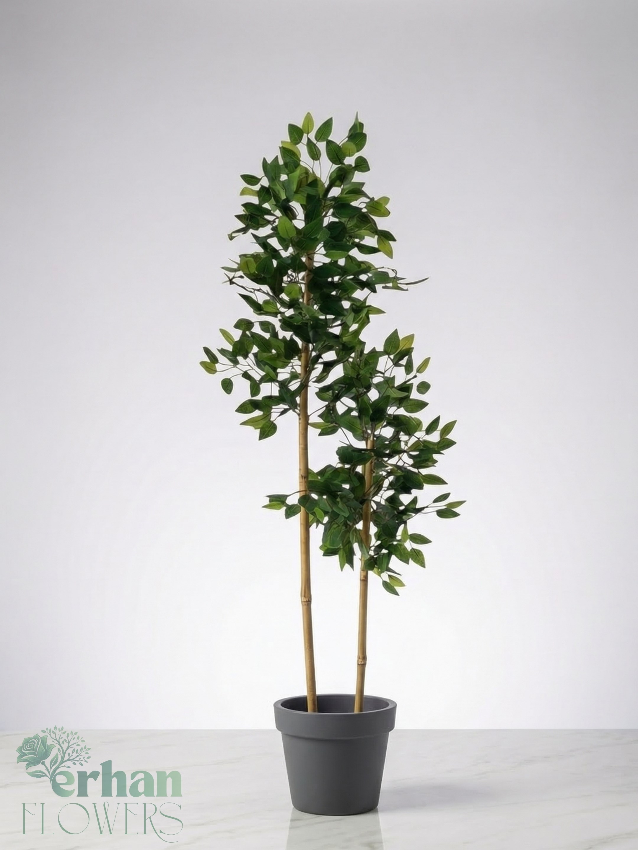 Bambu Gövdeli Benjamin Ağacı ( 2 Gövdeli )