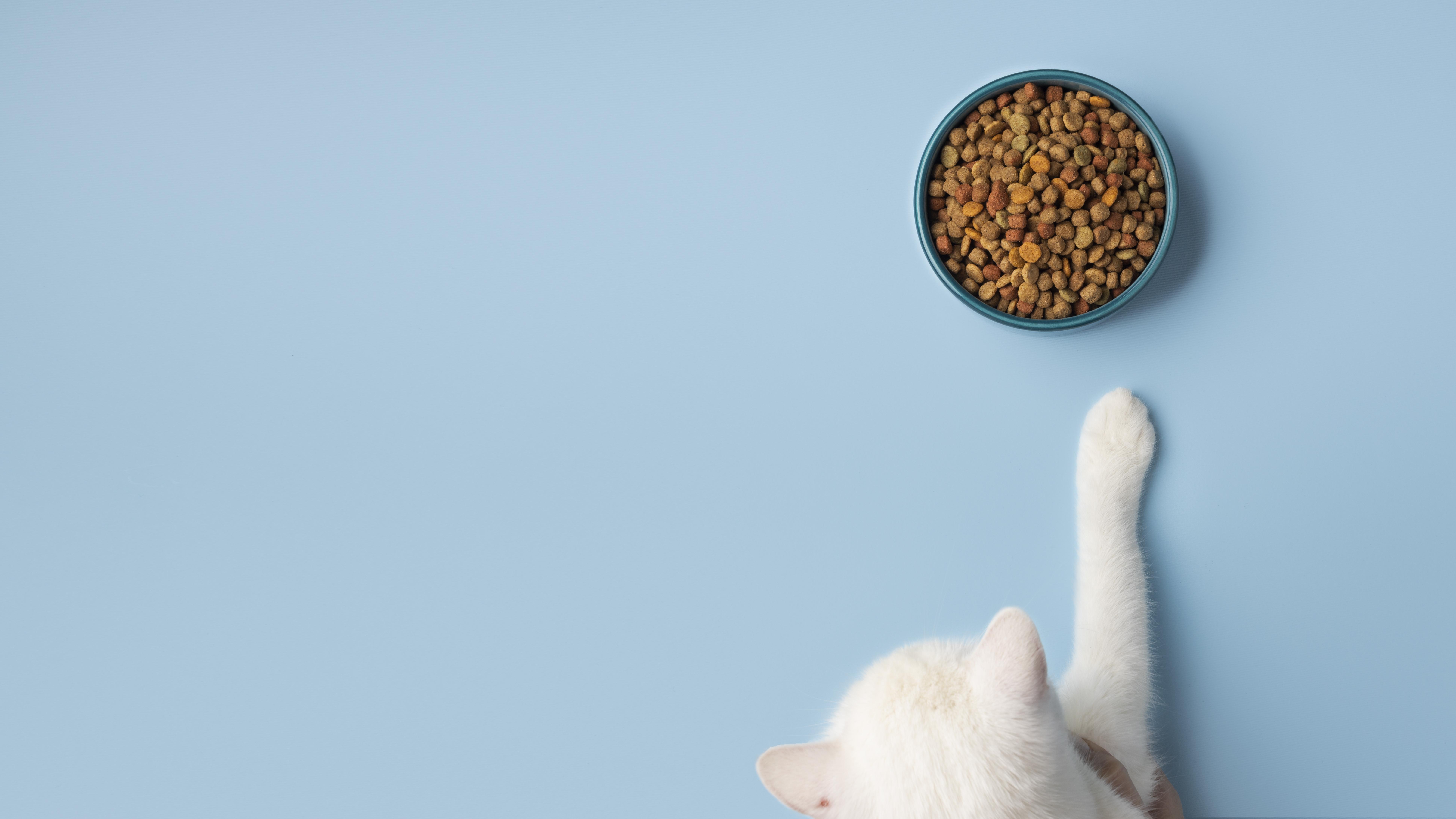 Acana Kedi Maması: Doğal ve Dengeli Beslenme