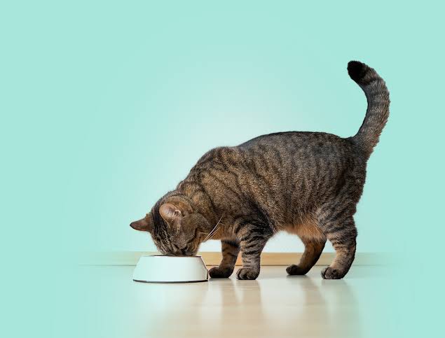 Başlık: Ever Clean 10 Lt Kedi Kumu: Maksimum Koku Kontrolü ve Uzun Süreli Temizlik