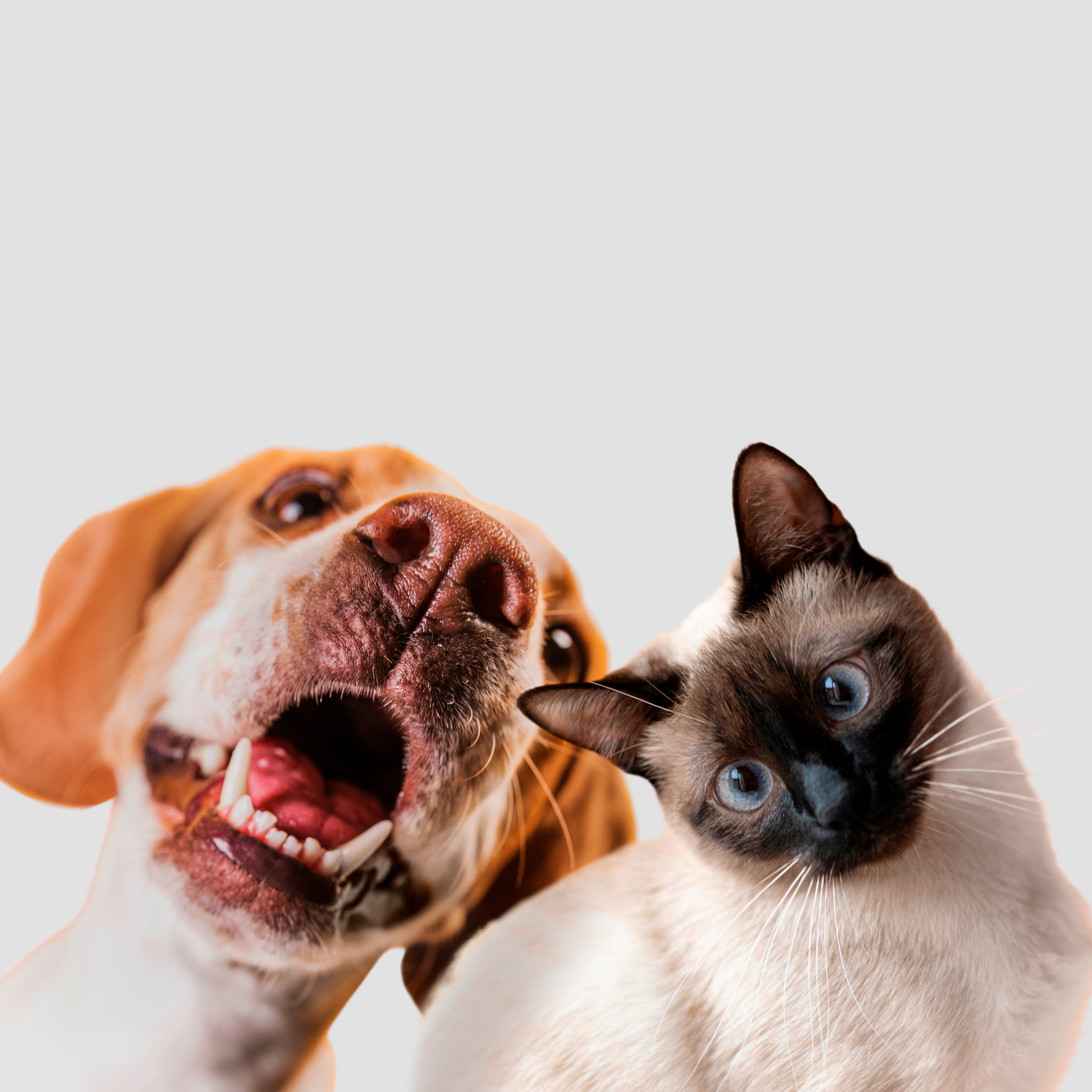 Bio Pet Active Calming: Doğal İçerikli Kedi ve Köpek Sakinleştirici