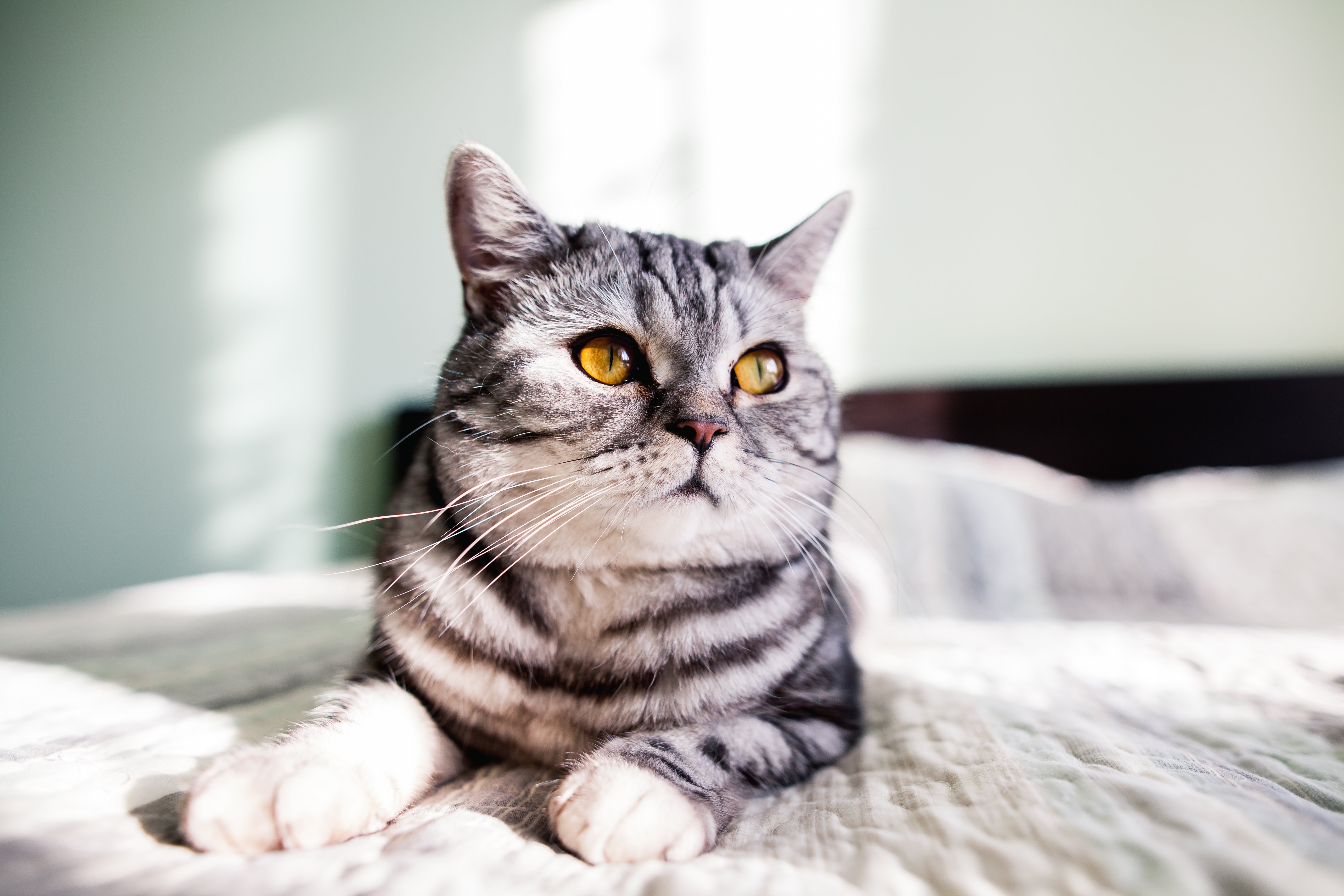 Biovet Kedi Dış Parazit Damlası: Kullanımı ve Faydaları