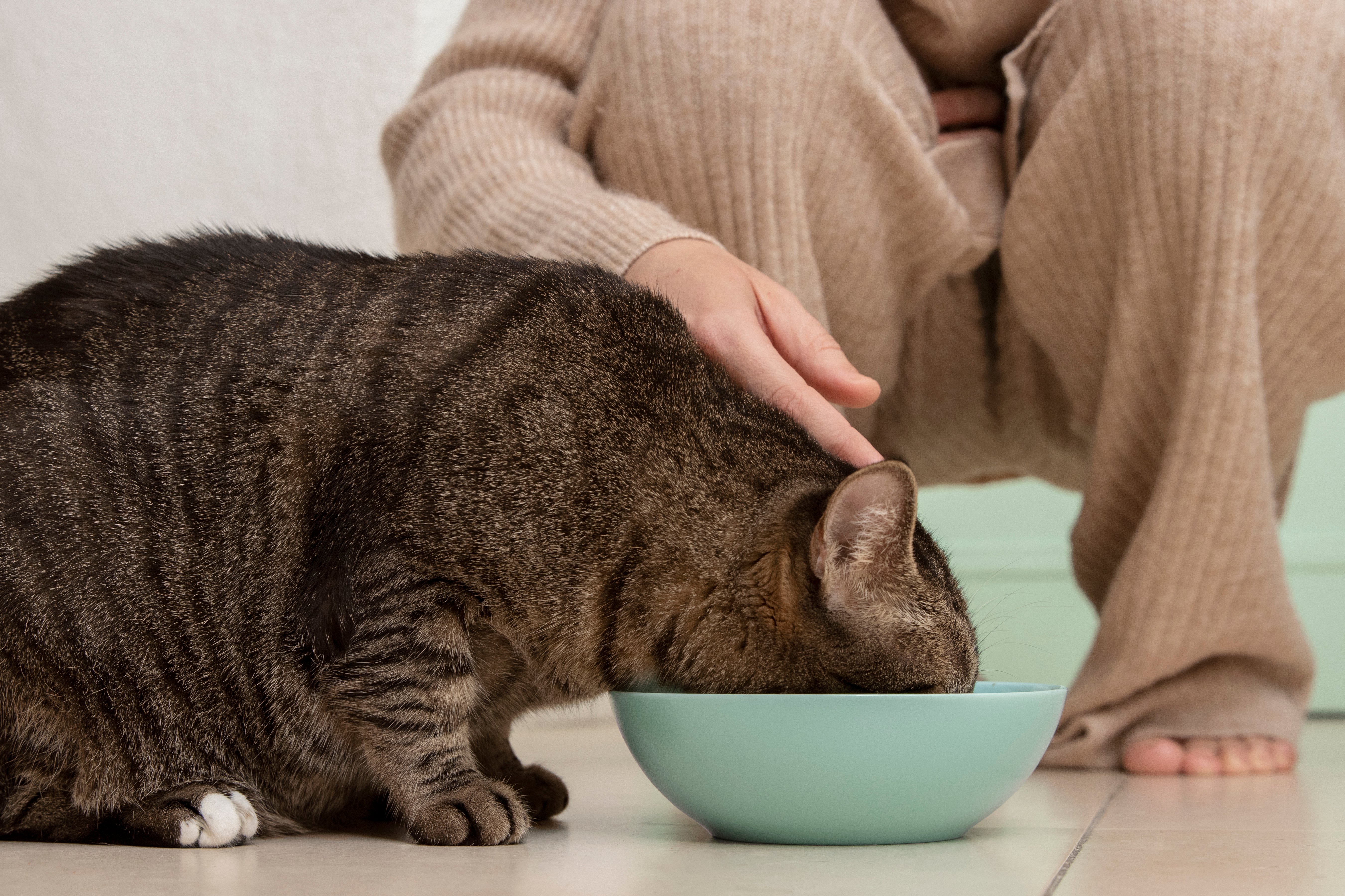 Bozita Kedi Maması: Kaliteli ve Besleyici Seçenekler