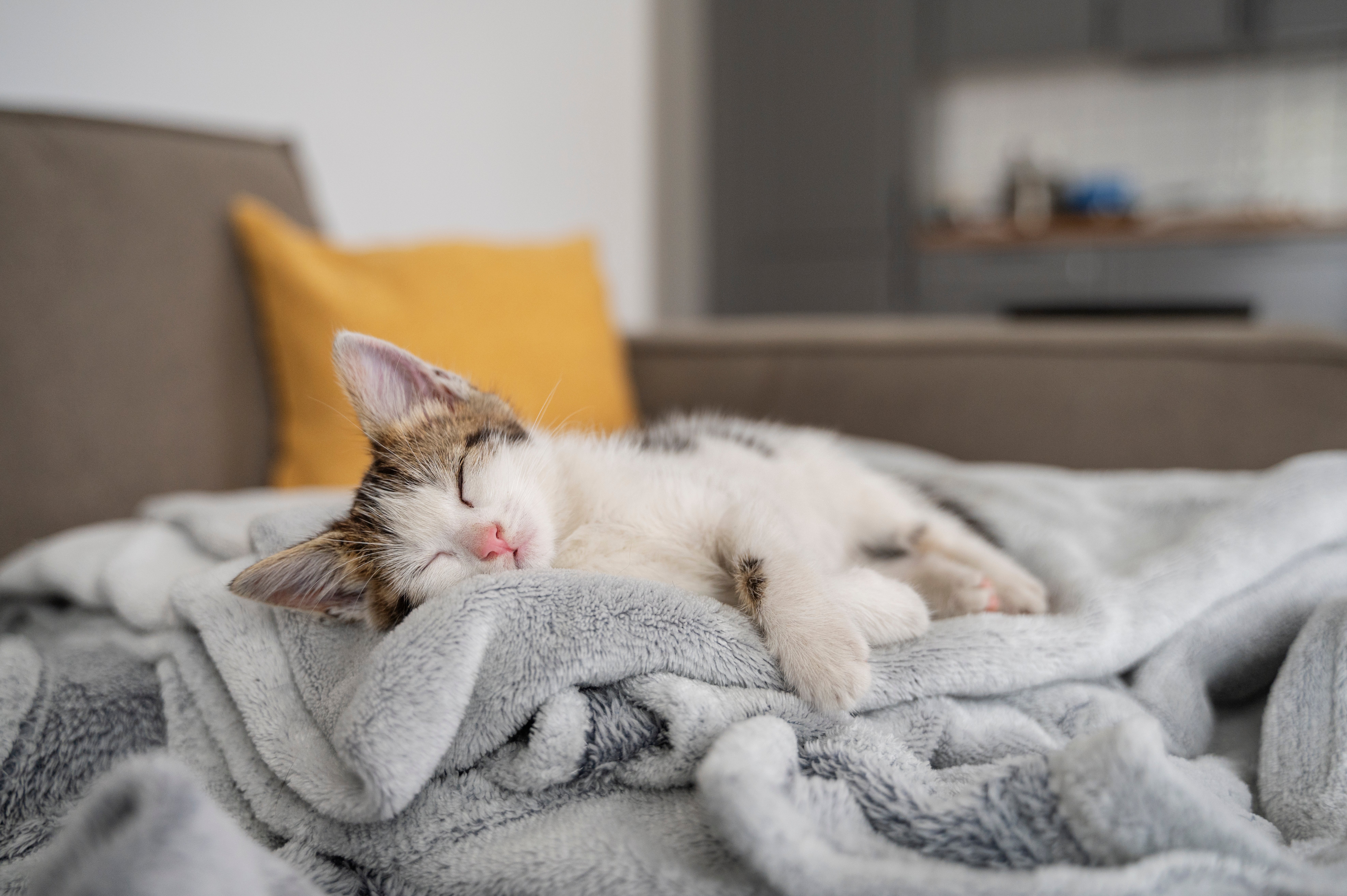 Evde Kedi Kokusu Nasıl Giderilir? Pratik ve Etkili Çözümler
