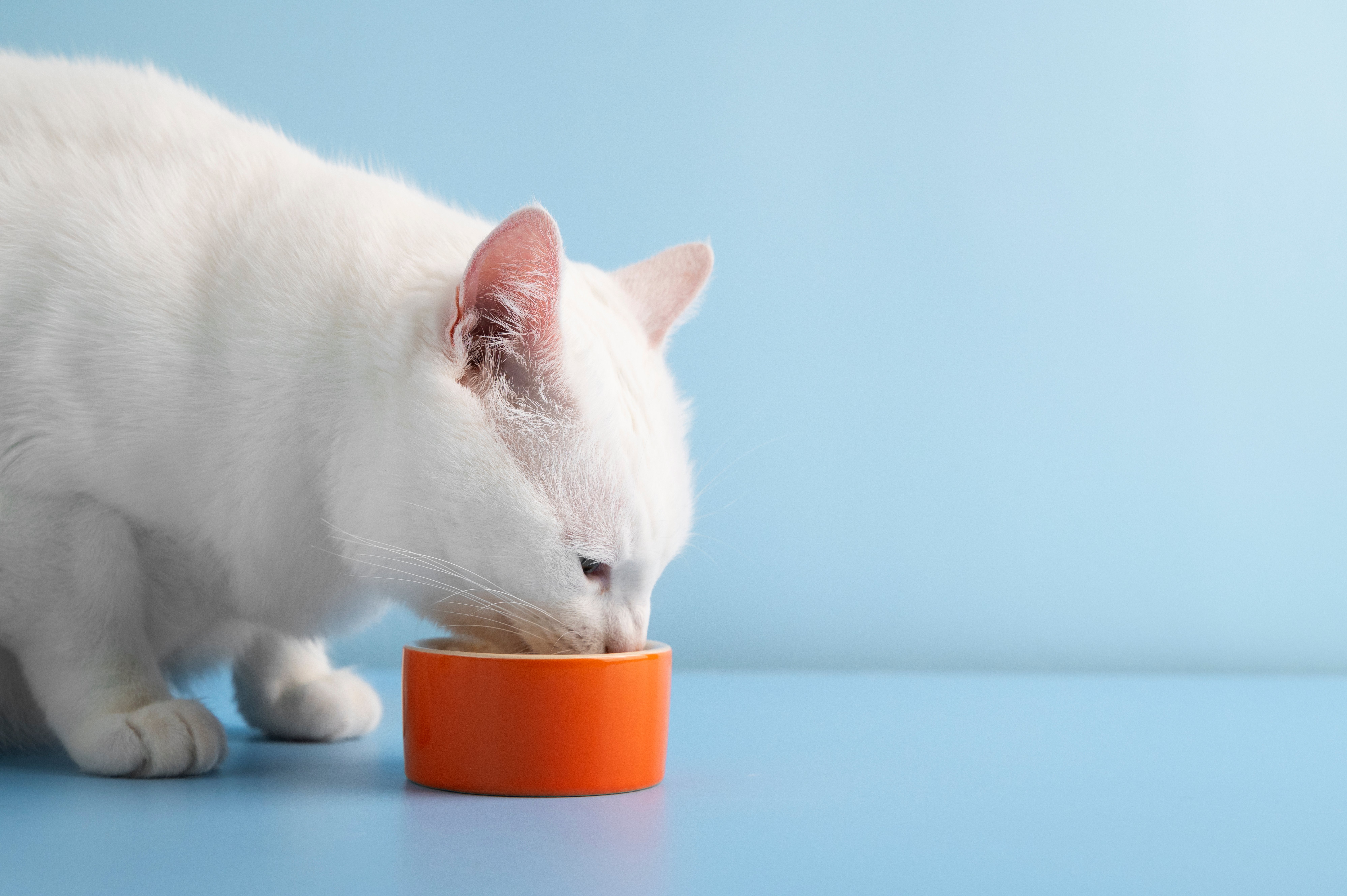 GimCat Latte: Kediniz İçin Lezzetli ve Besleyici Süt Keyfi
