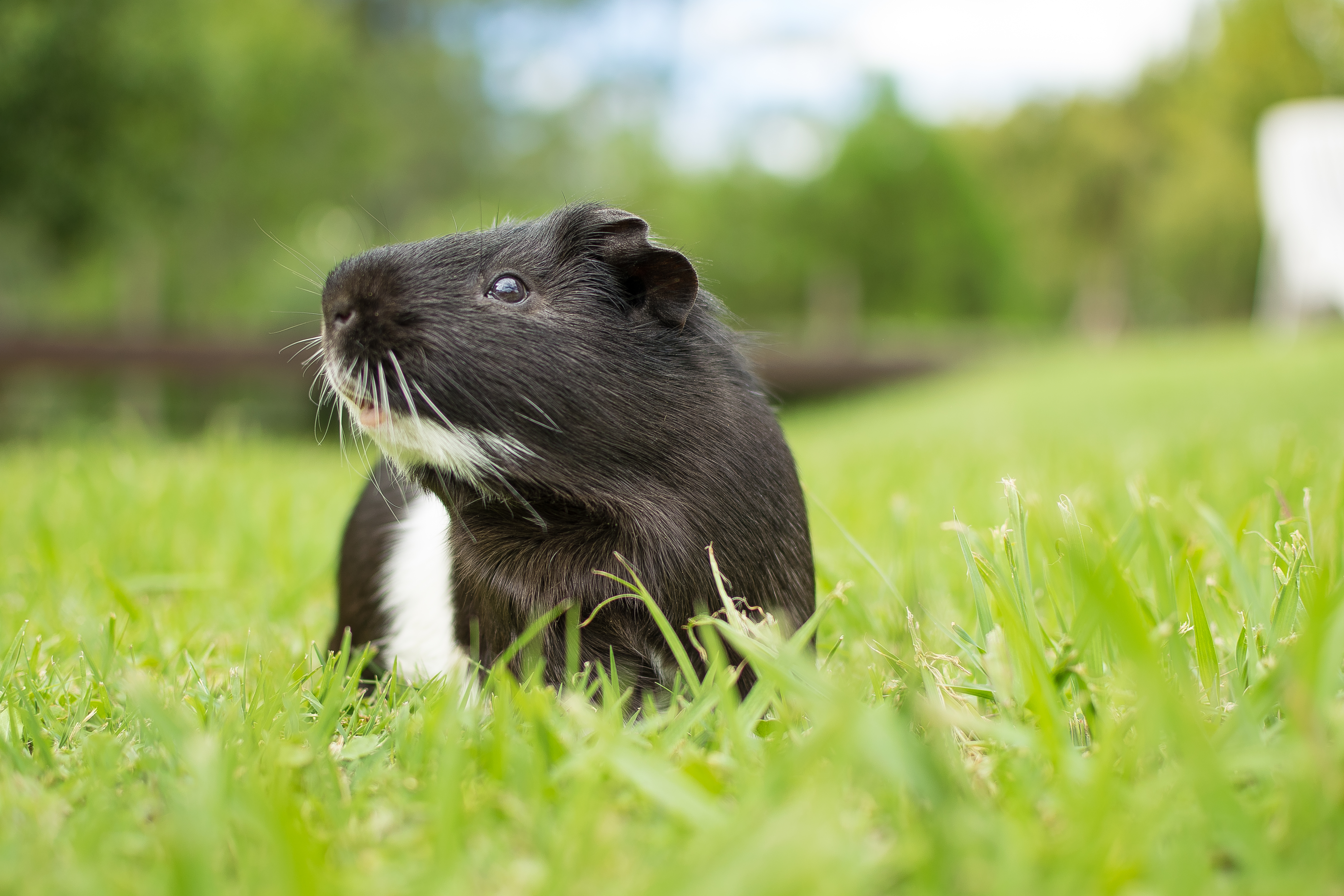Hamster Kafes Fiyatları: Bütçenize ve Evcilinize Uygun Modeller