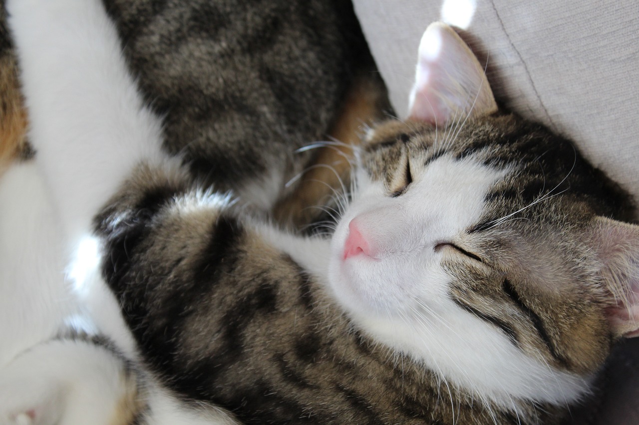 Her Kedi Sahibinin Bilmesi Gereken 7 Alarm Verici Kedi Cilt Hastalığı