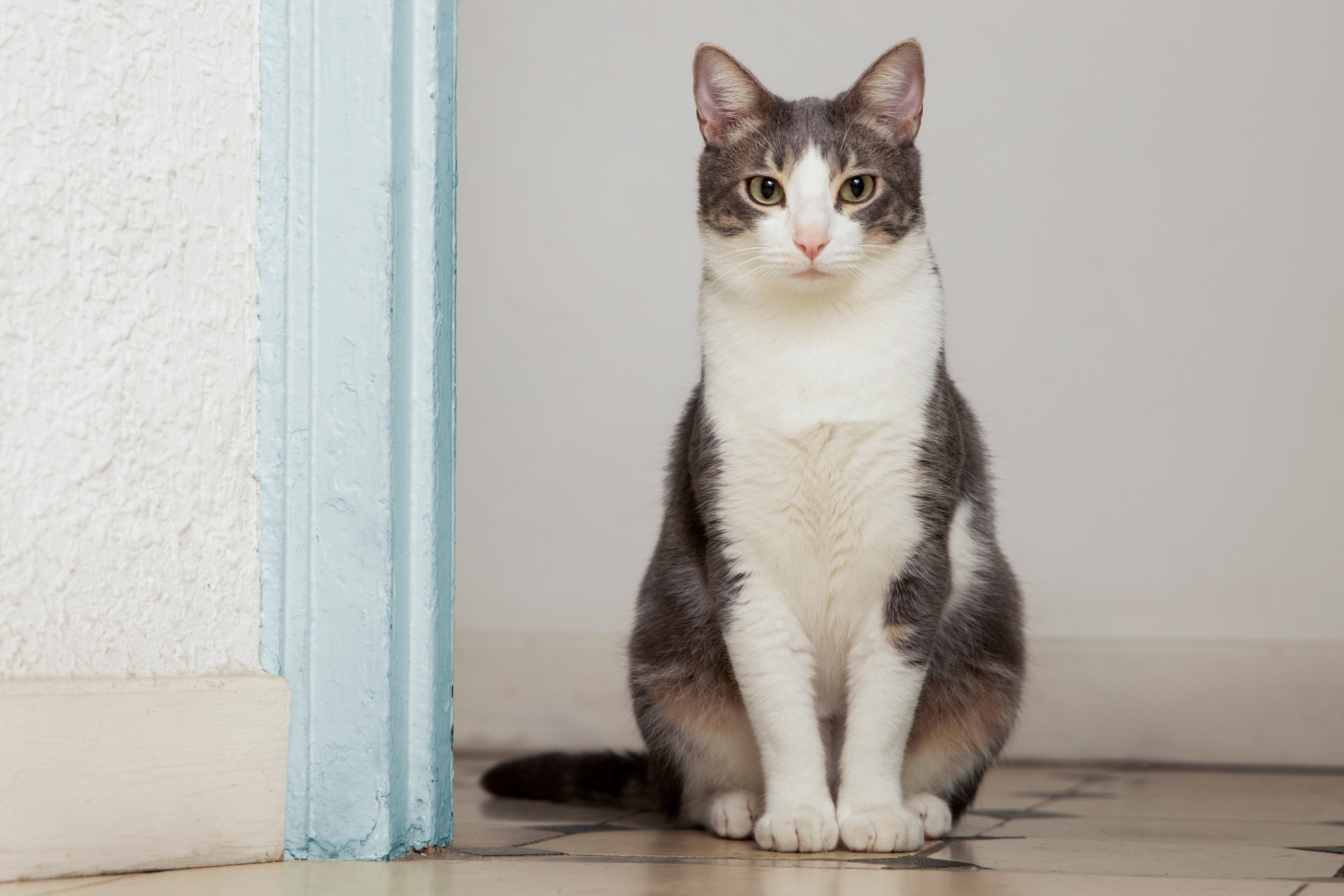 Jungle Kedi Maması 15 Kg: Uygun Fiyatlı ve Dengeli Beslenme Seçeneği