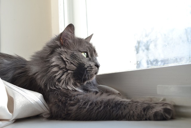 Kedi Tırnağı Nasıl Kesilir? Mükemmel Bir Rehber: Mutlu Patiler ve Evler İçin Kedi Tırnak Kesiminde Ustalaşma